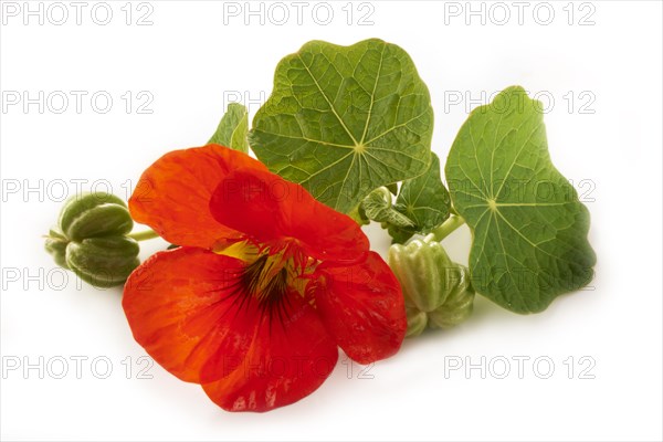 Nasturtium flower