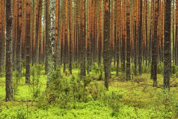 Scots Pines (Pinus sylvestris) in a dense pine forest