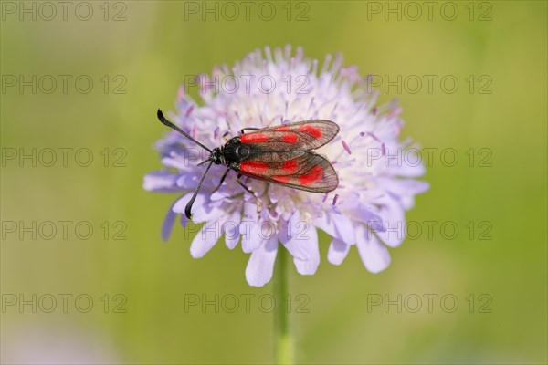 Slender Scotch Burnet (Zygaena loti)