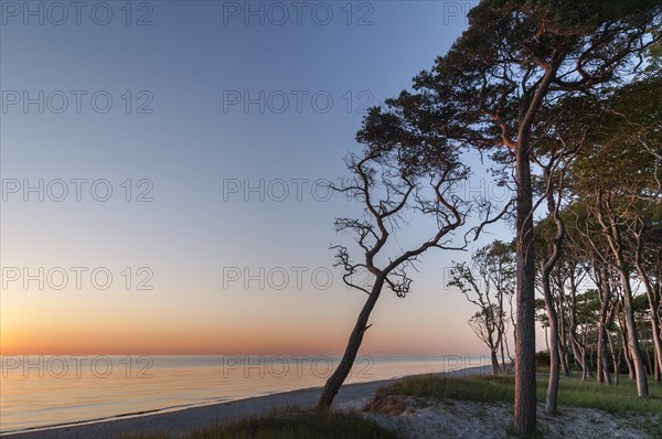 Windswept tree