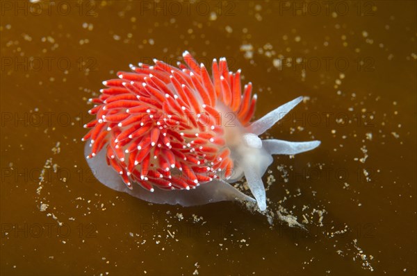 Red-finger Aeolis (Flabellina verrucosa)