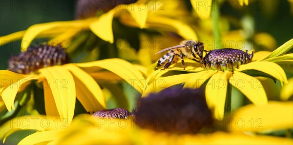 Honey bee (Apis mellifera) sits on yellow flower