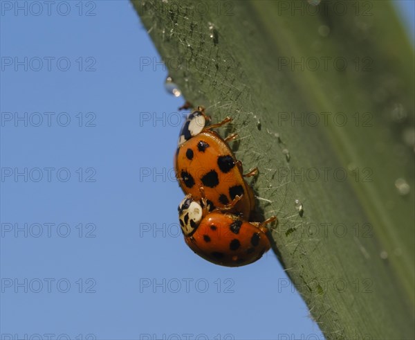 Asian lady beetle (Harmonia axyridis)