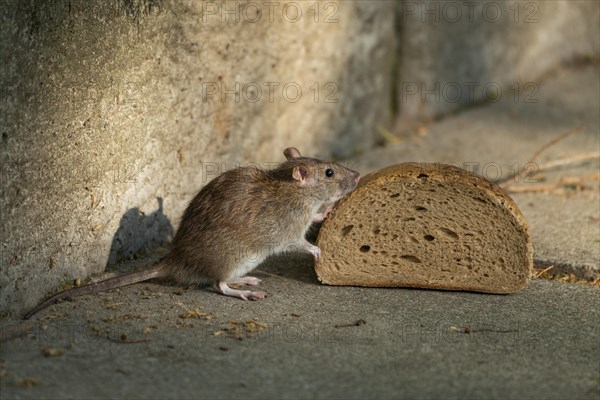 Brown rat (Rattus norvegicus) sniffs on bread