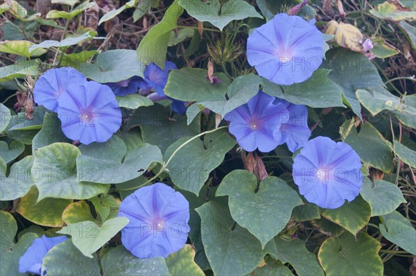 Purple Morning Glory (Ipomoea purpurea)