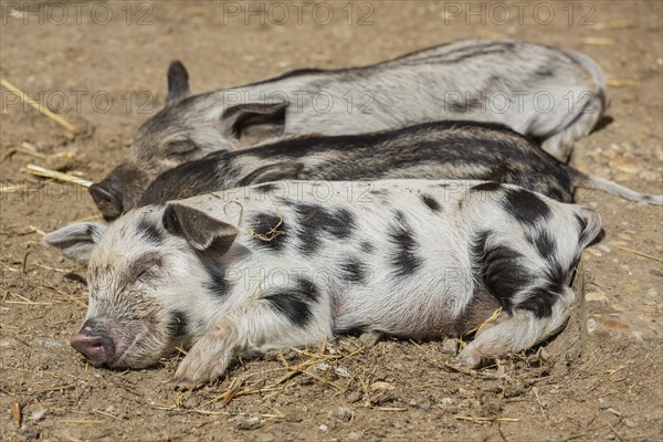 Mangalitsa or Mangalitza Pigs and a Turopolje Pig (Sus scrofa domestica)