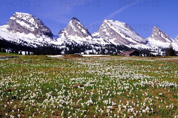 Crocus meadow on the Sellamatt in Toggenburg