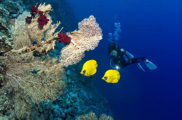 Scuba diver with Bluecheek Butterflyfish (Chaetodon semilarvatus)