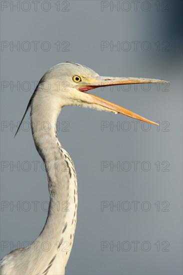 Grey Heron (Ardea cinerea)