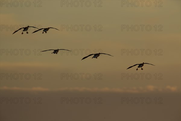 Greater White-fronted Geese (Anser albifrons) in flight