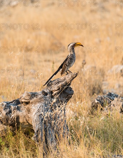 Southern Yellow-billed Hornbill (Tockus leucomelas) perched on an old tree stump