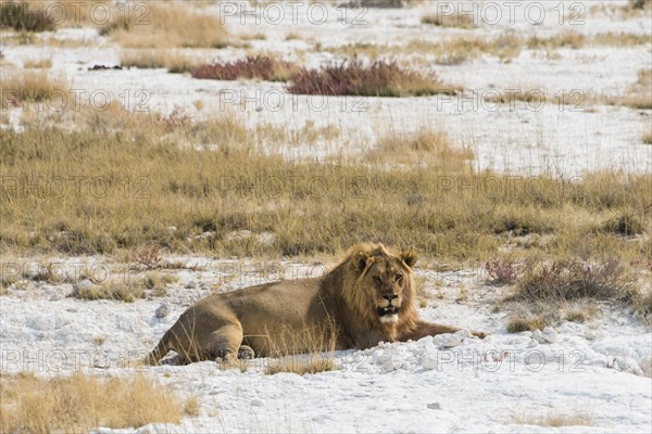 Lion (Panthera leo)