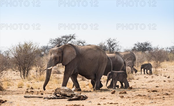 Small herd of African Bush Elephants (Loxodonta africana) marching with a calf past a skeleton of a giraffe