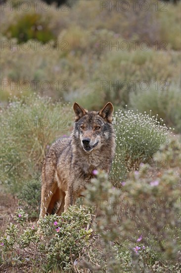 Iberian Wolf (Canis lupus lupus)