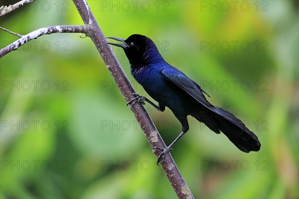 Boat-tailed Grackle (Quiscalus major)