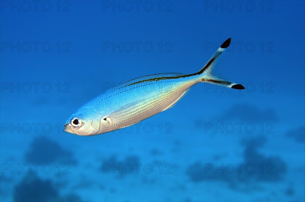 Blue Fusilier or Scissor-tailed Fusilie (Caesio caerulaurea)