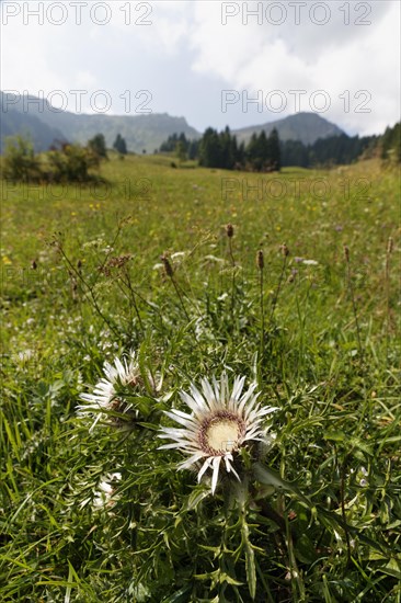 Stemless carline thistle (Carlina acaulis)