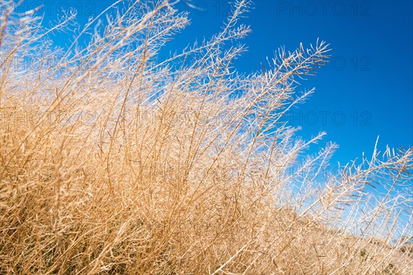 Dried up shrubbery