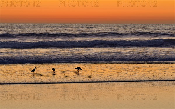 Marbled Godwits (Limosa fedoa) at sunset on the Pacific Coast