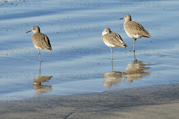 Willets (Tringa semipalmata) in the intertidal zone