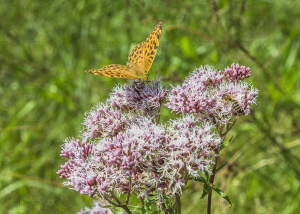 Small Fritillary (Issoria lathonia) on Grauer Alpendost (Adenostyles alliariae)