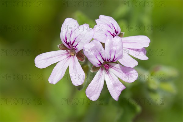 Rose-scented Pelargonium (Pelargonium capitatum)