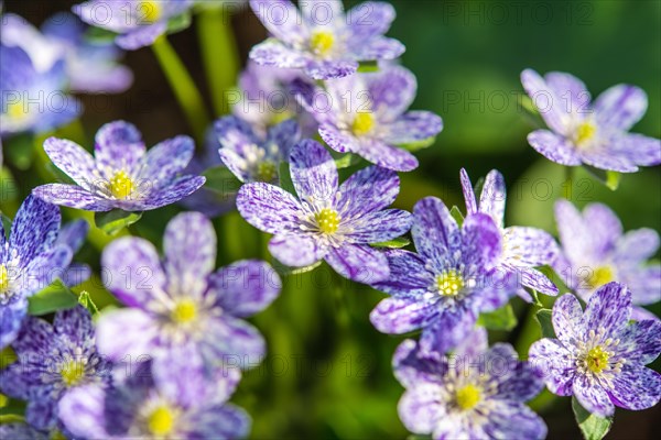 Purple-white speckled Hepatica or Liverwort (Hepatica)