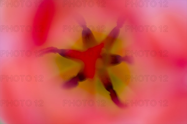 Pistil and stamen in a Tulip (Tulipa)