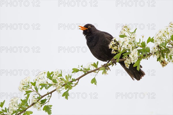 Blackbird (Turdus merula)