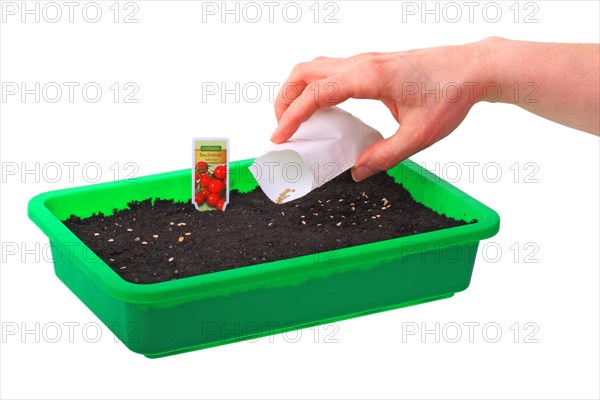Sowing of tomato seeds (Solanum lycopersicum) in a seed tray
