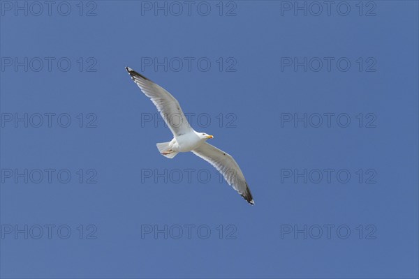 Lesser Black-backed Gull (Larus fuscus)