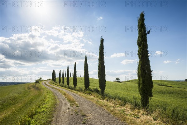 Mediterranean Cypresses (Cupressus sempervirens) with a dirt track