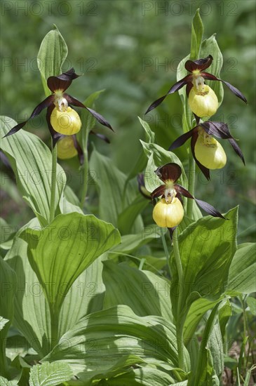 Lady's Slipper (Cypripedium calceolus)