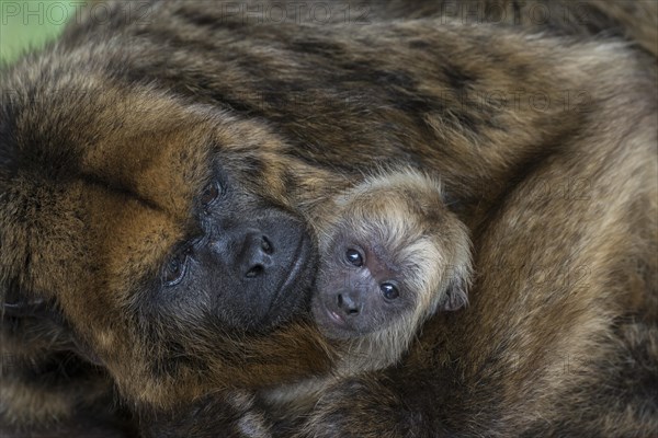 Black Howler (Alouatta caraya)