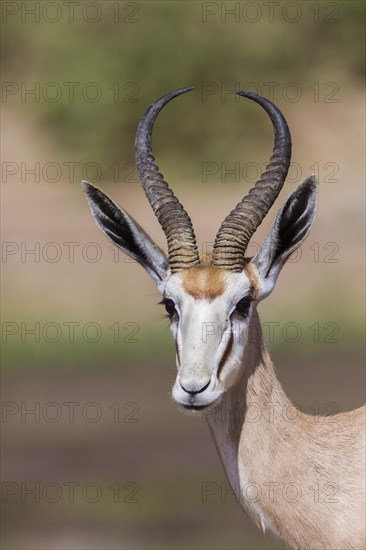 Springbok (Antidorcas marsupialis)