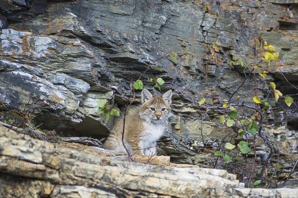 Young wild Eurasian Lynx (Lynx lynx)