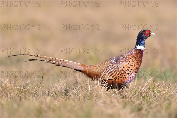Pheasant (Phasianus colchicus) on a meadow in autumn
