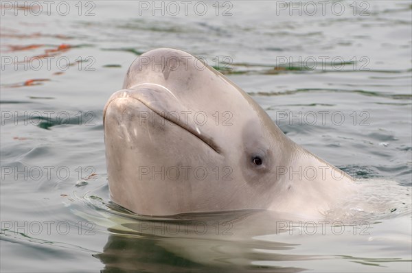 Beluga Whale or White Whale (Delphinapterus leucas)