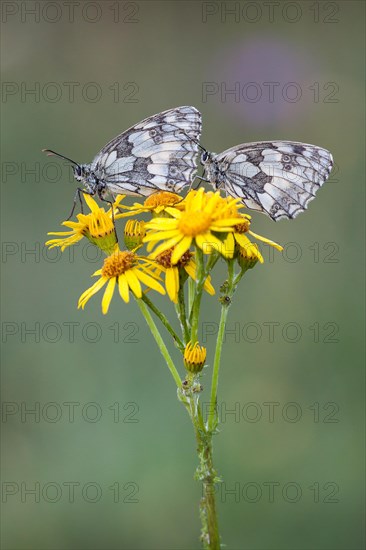 Two Marbled Whites (Melanargia galathea) on Ragwort (Senecio jacobaea)