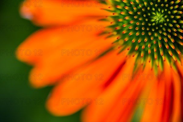Red coneflower (Echinacea)