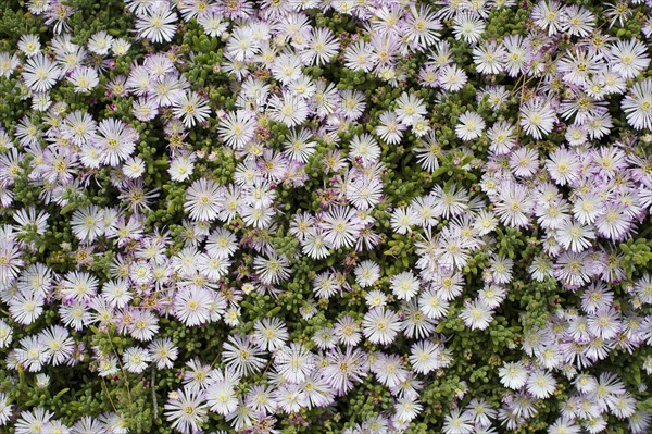 Crystalline Iceplant (Mesembryanthemum crystallinum)