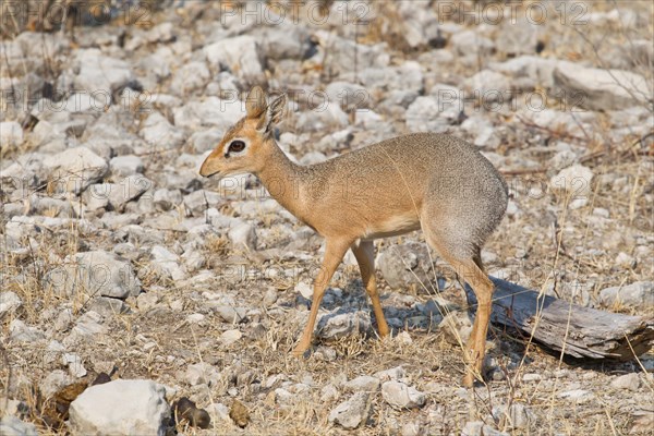 Kirk's Dik-dik (Madoqua kirkii)