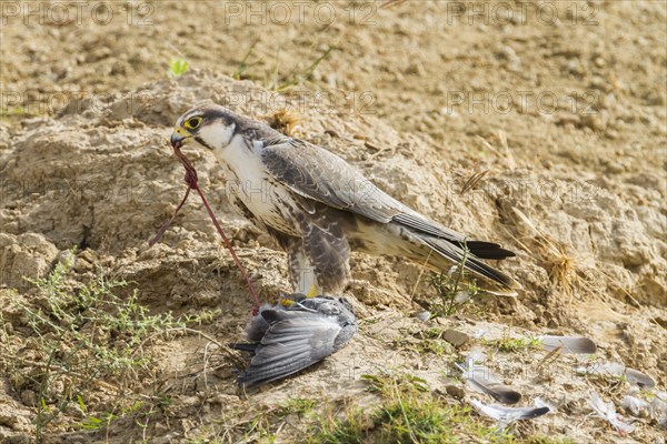 Lanner Falcon (Falco biarmicus)