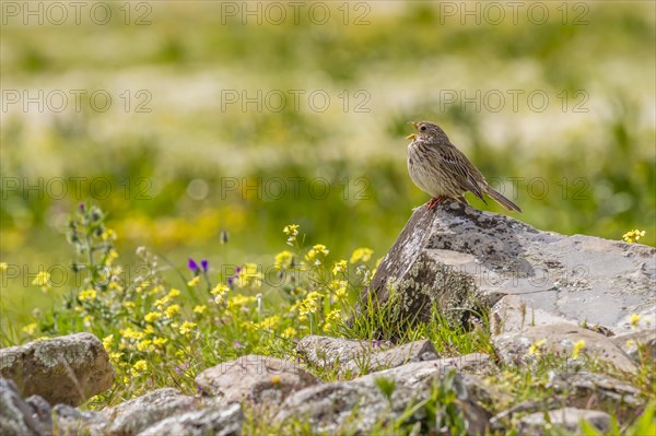 Corn Bunting (Emberiza calandra)