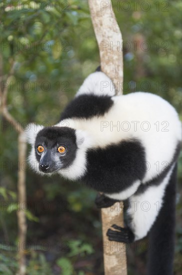 Black-and-white Ruffed Lemur (Varecia variegata)