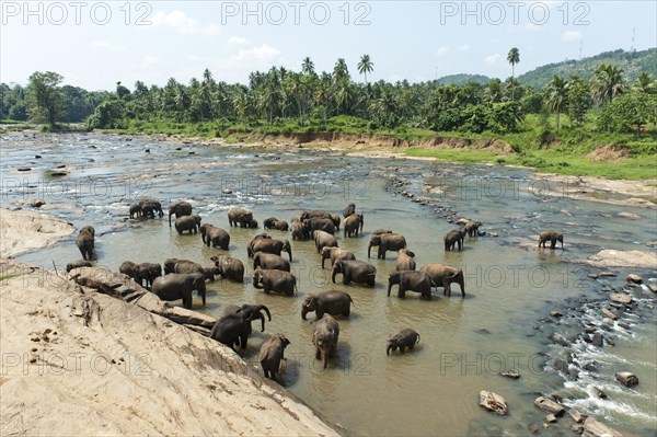 Group of Asian Elephants (Elephas maximus) by the river