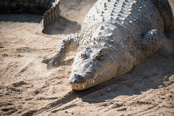 Nile Crocodile (Crocodylus niloticus)