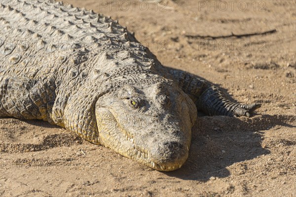 Nile Crocodile (Crocodylus niloticus)