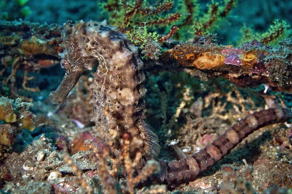 Sea Pony (Hippocampus fuscus)