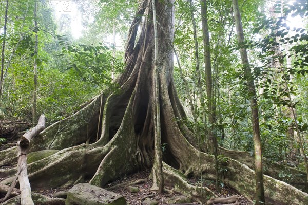 Far-reaching buttress roots under a canopy